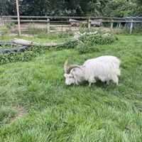   at Hillside Shire Horse Sanctuary Cafe in West Runton