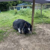   at Hillside Shire Horse Sanctuary Cafe in West Runton