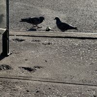   at The Bagel Factory in Brooklyn