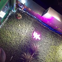 Nice vibes I frogot what it was at Paradisescape in Brunswick