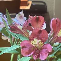   at Bon's Vegan Bistro in Ho Chi Minh City