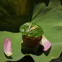 Curry lychee. Part of set menu “Vietnam” (950k VND)  at Cổ Đàm Chay in Hanoi