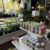   at greenhouse coffee + plants in Corvallis