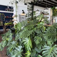   at greenhouse coffee + plants in Corvallis