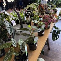   at greenhouse coffee + plants in Corvallis