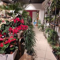 Plants at Cork Rooftop Farm Shop in Cork