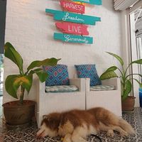 Zimba at Soul Phuket in Phuket