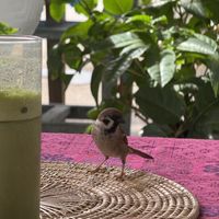 Birds visiting (they know  vegans won’t bother them haha)  at Soul Phuket in Phuket