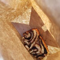 Chocolate babka at Saint-Jean in Amsterdam