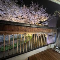 Cherry blossoms  at Gion Tanto - 祇園たんと in Kyoto