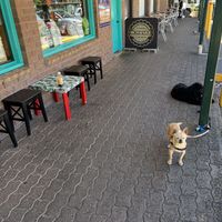 Some outdoor seating, OK to tie dogs outside in the shade  #Veganuary at The Laughing Elephant in Wentworth Falls