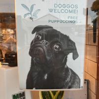 Dog friendly free puppuccinos at Pancha Cafe in Hamilton