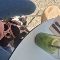 Relaxed pup at Dicki's in Ascot