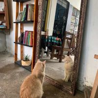 Milaneso at El Vegache in Tampico