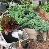 The beautiful outdoor garden at delisheeeYo in Hilton Head Island