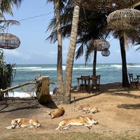 Dogs  at The Slow in Mirissa