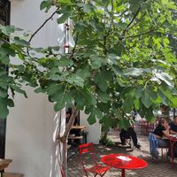 Fig tree on terrace at De Brandweerkantine in Maastricht