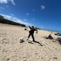 Hundred percent dog friendly beach at The Watering Hole in Perranporth