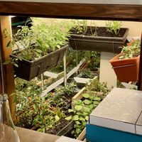 Indoor garden  at VegANGELov  in Belgrade