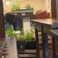 Indoor herb growing area at VegANGELov  in Belgrade
