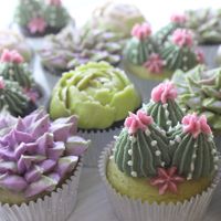 Succulent cupcakes  at CupKate in Milwaukee