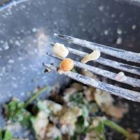 Looks exactly like cooked barley and wheat berries at Oak & Stone in Bradenton
