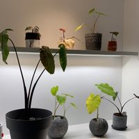  #Veganuary at From Seed To Wish in Kowloon