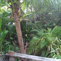  at Veggie Tales x Wagging Tales Cafe in Hua Hin