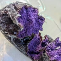 Bright purple inside at Everglazed Donuts & Cold Brew in Lake Buena Vista
