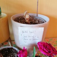  at The Magic Sunflower in Dronfield