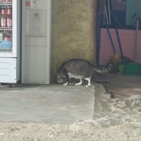  at Colorful Hut in Koh Phangan