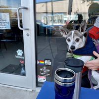 dogs are welcome both indoors and outside at Vessel Coffee House & Art Cafe in Durham