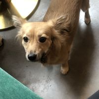 Friend of the tea shop  at Elemiah in Fontainebleau