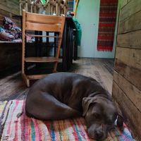 Doggo 🐶 at Pura Vida Vegan Tacos in Antwerpen