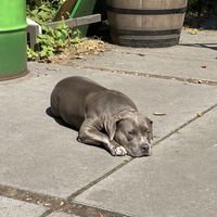 Doggy   at Pura Vida Vegan Tacos in Antwerpen