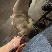 Medusa 1  at Pura Vida Vegan Tacos in Antwerpen