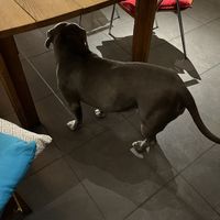 Medusa 2  at Pura Vida Vegan Tacos in Antwerpen