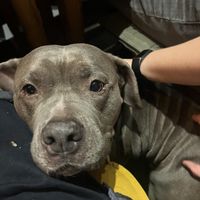   at Pura Vida Vegan Tacos in Antwerpen