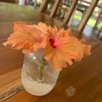   at Pura Gula in Puerto Viejo De Talamanca