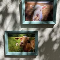 Happy animals and a cute courtyard  at Planeta Veggie in La Paz