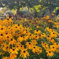 Cute garden setting  at Vintervikens Trädgårdskafé in Vinterviken