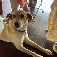Gypsy, one of three friendly resident dogs. at Toucan Lane Hotel and Restaurant in Nuevo Arenal