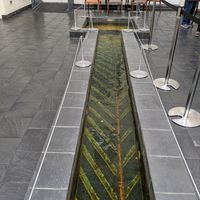 Pond at Silk Road Cafe in Dublin