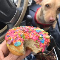 Mmmmm donuts…. at The Art of Donut in San Antonio