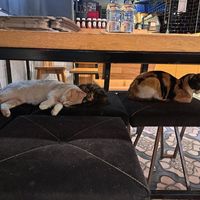  at Pizza Locale in Antalya