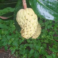  at Bellaverde in Mallorca