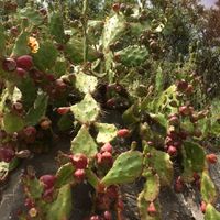 Prickly cactus fruit  at Lucciola Organic Bistro in Corfu