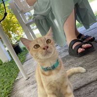   at VEGAN PHUKET in Phuket