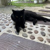   at VEGAN PHUKET in Phuket