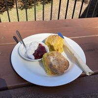 vegan scones  at Dancing Waters Cafe in Springbrook